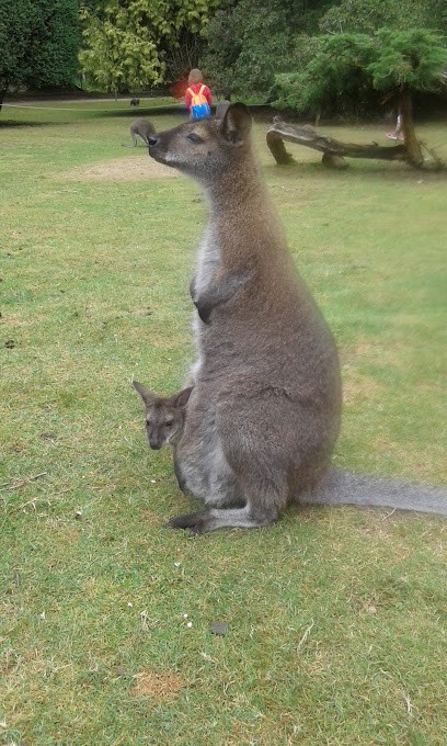 Les Jonquilles, Gîte au Guerno