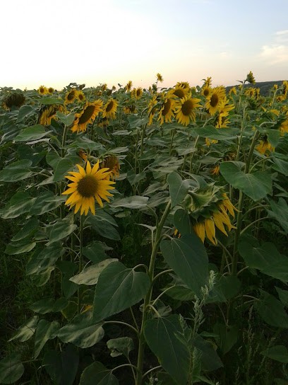 Les Frippieres, Gîte à Chaumussay