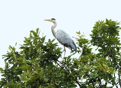 Gîte des Sublennes, Gîte à Dhuizon