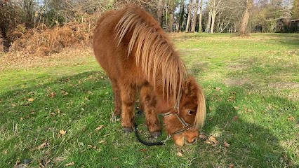 Ranch De Pistole, Gîte à Parentis-en-Born
