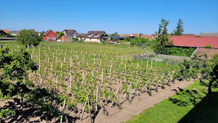 Au Pied De L'Ortenbourg, Gîte à Scherwiller