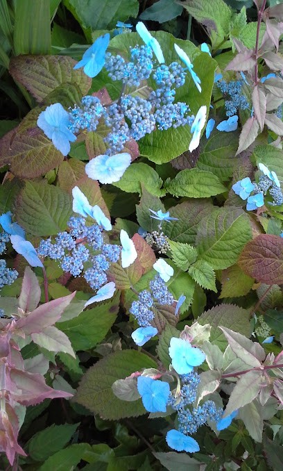 Angelique, Gîte à Condé-sur-Vire