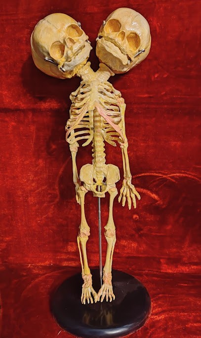 Le Logis Des Curiosités - Logement Insolite Avec énigme, Type Escape Game, Gîte à Sommières