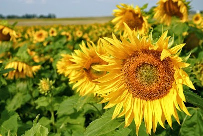 Gîtes de France en Dordogne, Gîte à Cénac-et-Saint-Julien