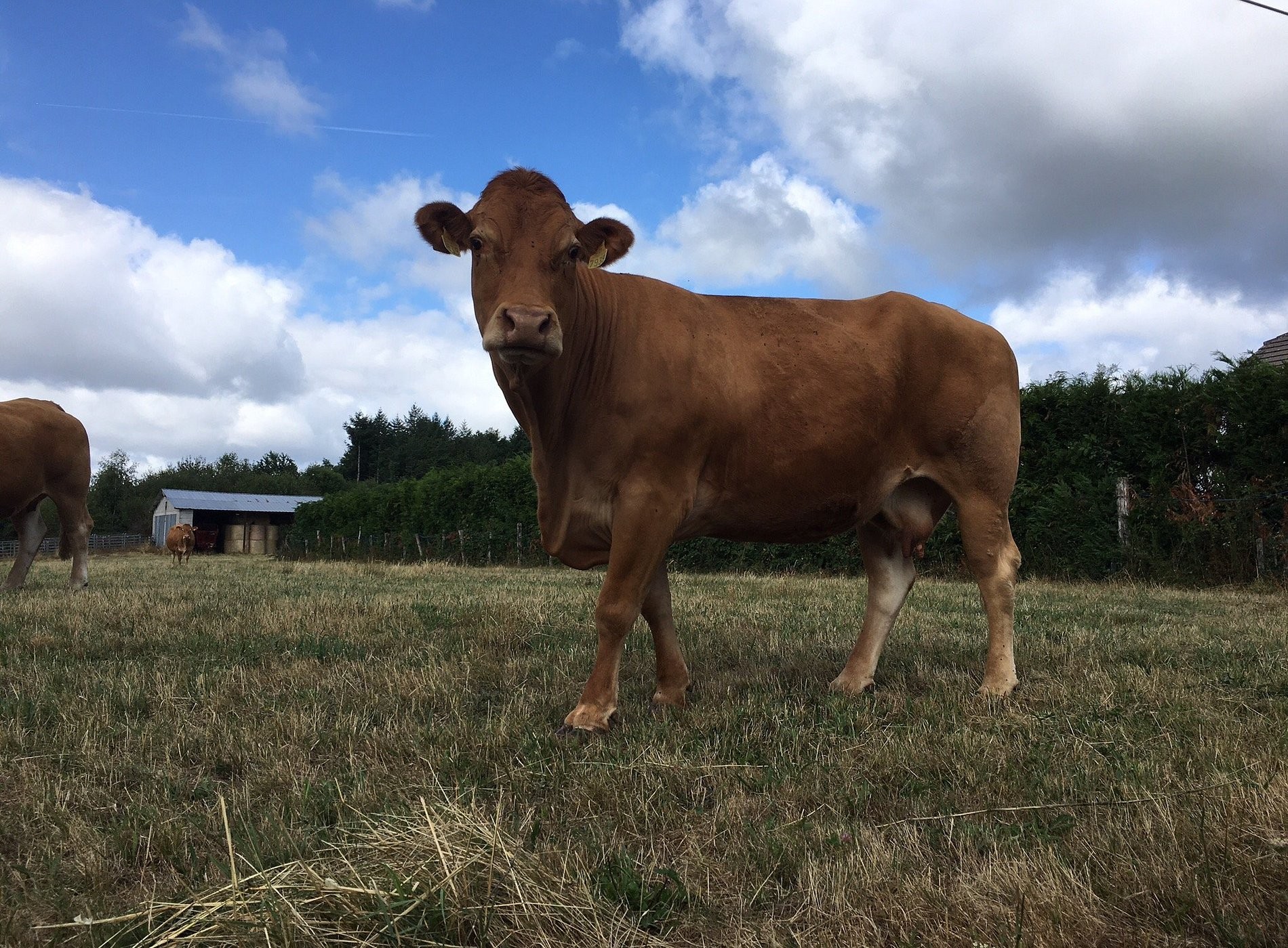 Bétaillole Gîtes Ruraux, Gîte à Saint-Bonnet-Elvert