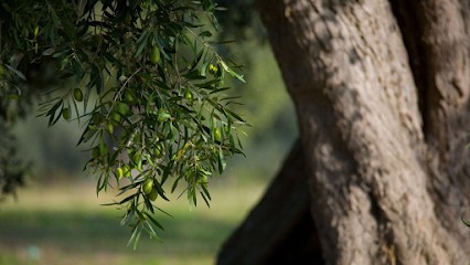 El Maquis, Gîte à Figari