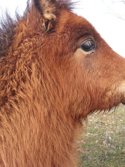 La Ferme De Sauzet, Gîte à Mirabel-et-Blacons